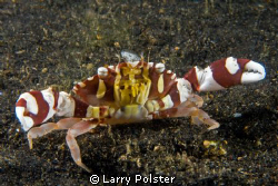Gaudy Clown Crab in the black volcanic sands of Lembeh. D... by Larry Polster 